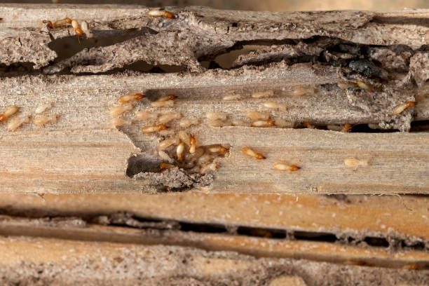 Best Residential Pest Control  in Munhall, PA